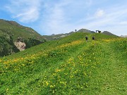 62 Salitella nel verde fiorito alla Cima Capriolo  (1810 m)